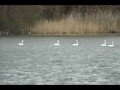 Les cygnes aux Marais d\ Les cygnes aux Marais d\