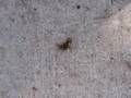 a bugs life