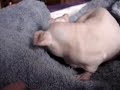 My Skinny Pig is upset at me for taking him to the Vet!