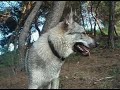 Anuk, cumple su primer año de vida.