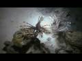Mar Roig - The Lionfish attack