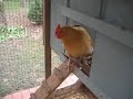 Play House Chicken Coop Play House Chicken Coop