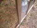 Play House Chicken Coop