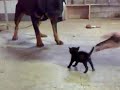 Отважный кот