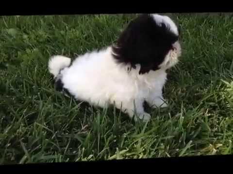 how to cure parvovirus in shih tzu