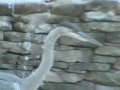 11 22 9 SPECIAL CAMERA EFFECT WHILE FILMING GREAT BLUE HERON NORTH ANDOVER MA