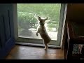 I Love Lucy, My Mauzer Puppy, Coming Home From Work I Love Lucy, My Mauzer Puppy, Coming Home From Work