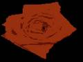 Seal Kiss From A Rose