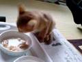 アビシニアン食事