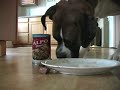 ALPO Real Meat Moments Video Contest