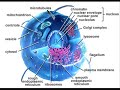 CYTOPLASM MOVIE