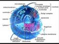 CYTOPLASM MOVIE