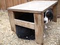 Bernese puppies III.
