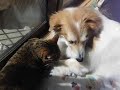 Click here to watch this video 犬に内緒話をする猫 - Just between you and me...
