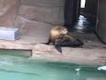 The Sea Lion Song