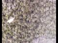 buzz-buzz-buzz