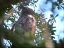 Great Horned Owl. Bubo virginianus..wmv