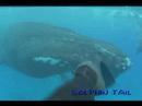 ???????????rurutu Is? humpback whale?No?2
