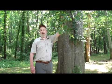 how to fertilize trees oak