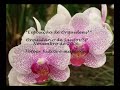 Orquidário de Santos - Exposição de orquideas em Novembro de 2006