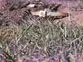 Shooting exploding target with Sig Mosquito w/tac 65 can Shooting exploding target with Sig Mosquito w/tac 65 can