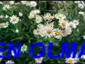 dilocan dilocan