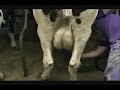 MILKING GLOVES - BLUE MILKING GLOVES - BLUE NITRILE MILKING GLOVES MILKING GLOVES - BLUE MILKING GLOVES - BLUE NITRILE MILKING GLOVES