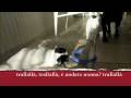 videos de scherzone a babar