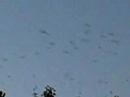 Bats in Austin Bats in Austin