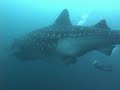 Oh My Gosh - Giant 45ft+ Whaleshark Oh My Gosh - Giant 45ft+ Whaleshark