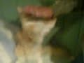 Dego Dego