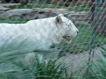 Siegfried & Roy - wei�er Tiger