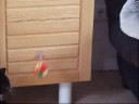necrofys mon chat