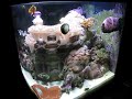 14 gallon biocube