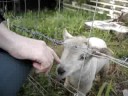 Sabrina meets a lamb