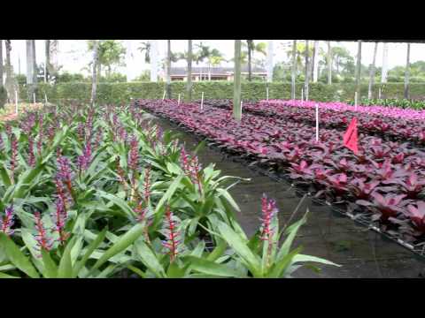 how to care for aechmea