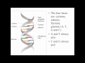 Genes and Inheritance [1]: DNA (A Level Biology)