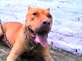 APBA 2007 Pitbull