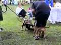 APBA 2007 Pitbull