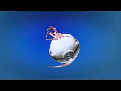 Видео Мышцы глаза