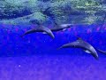 Silly Flix Animation #17 Silly Flix Animation #17