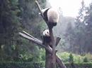 Giant Pandas in China WoLong Giant Pandas in China WoLong
