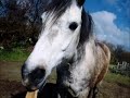 Mon petit poney