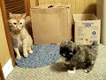 BELLA IS NEW TO OUR FAMILY AND WE ARE INTRODUCING HER TO BIRD AND BOOG THE CATS AND WE ARE HAVING FUN...BELLA RUNS THE HOUSE NOW..IN THIS VIDEO BELLA IS SHOWING OFF AT BIRD AND BIRD SWINGS HIS PAW AT HER BUT HE CANT DO ANYTHING HE'S BEEN DECLAWED...