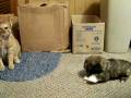 videos de INTRODUCING BELLA ROSA TO OUR GANG AND WATCH BIG DOG TAKE ON BIG CAT