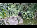Macacos do Passeio Público de Curitiba