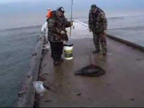 Pier Fishing - Nice Catch Of The Day!
