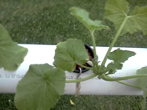 how to grow vegetables in pvc pipe