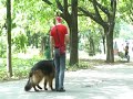 Dog training-regards from german shepherd Fred!