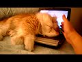 Kitty says " Don